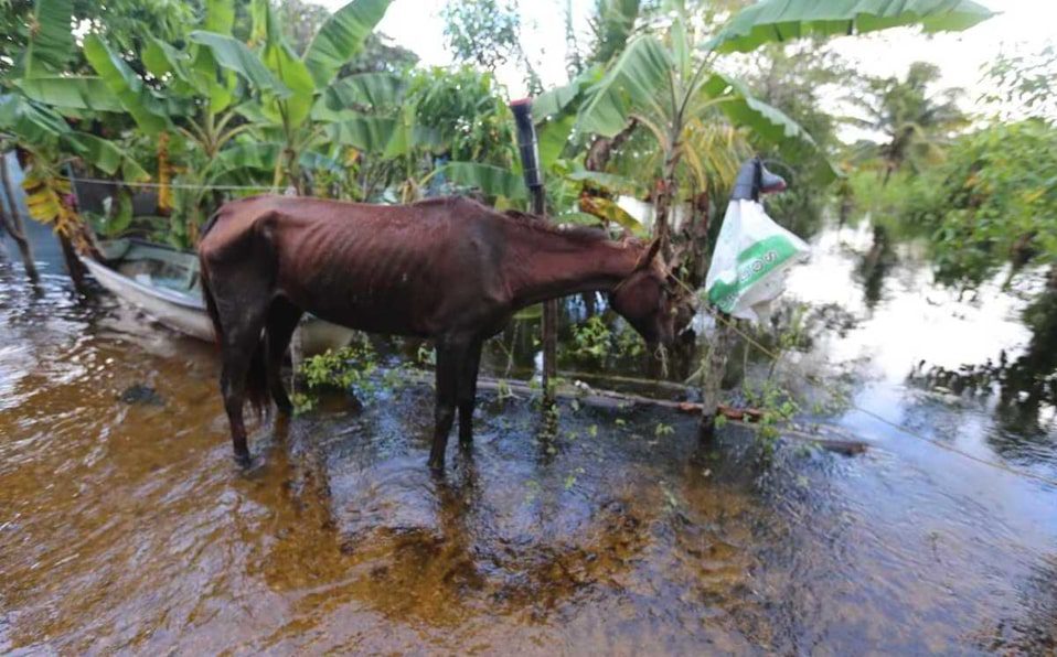 Animales en riesgo por las inundaciones en Tabasco