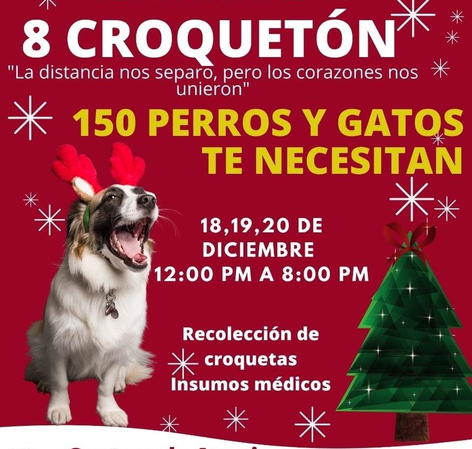 Invitan a DONAR croquetas para perros SIN HOGAR en Cuernavaca y Cuautla