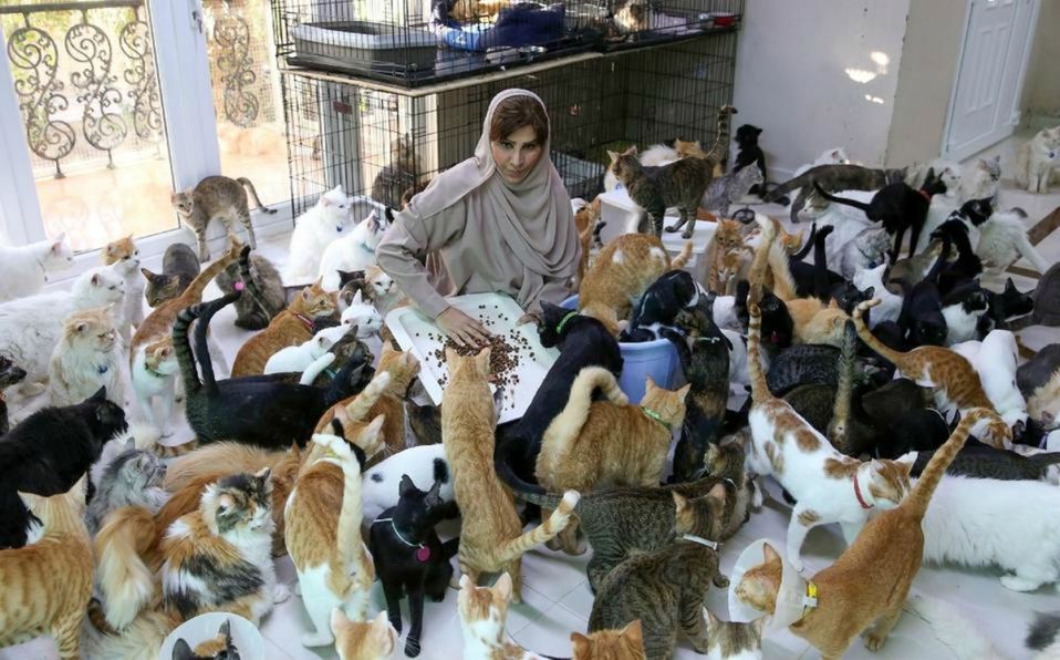 Mujer adopta 480 gatos y 12 perros porque “son más fieles que los humanos”
