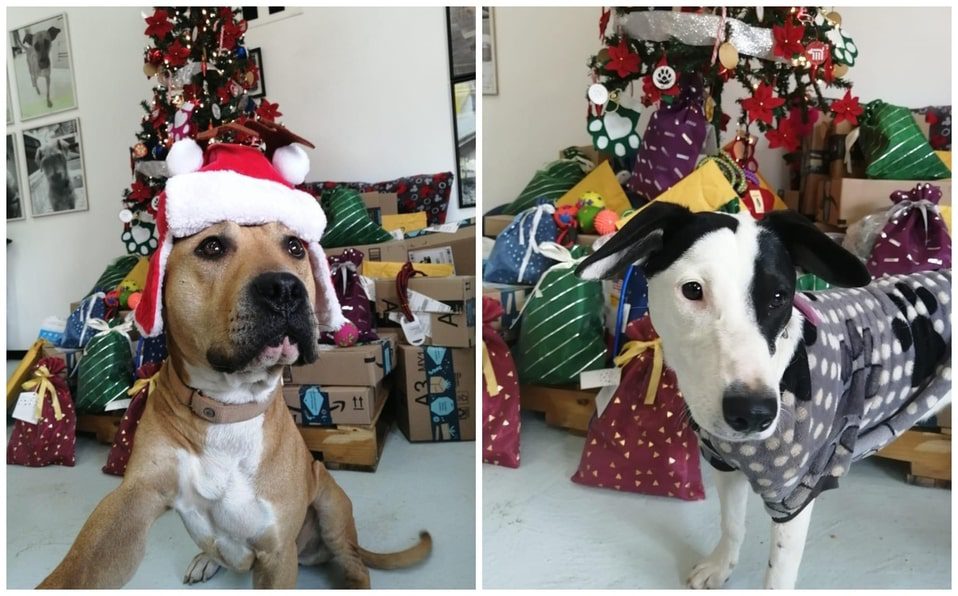 Perritos rescatados en el Metro serán los nuevos ayudantes de los Reyes Magos