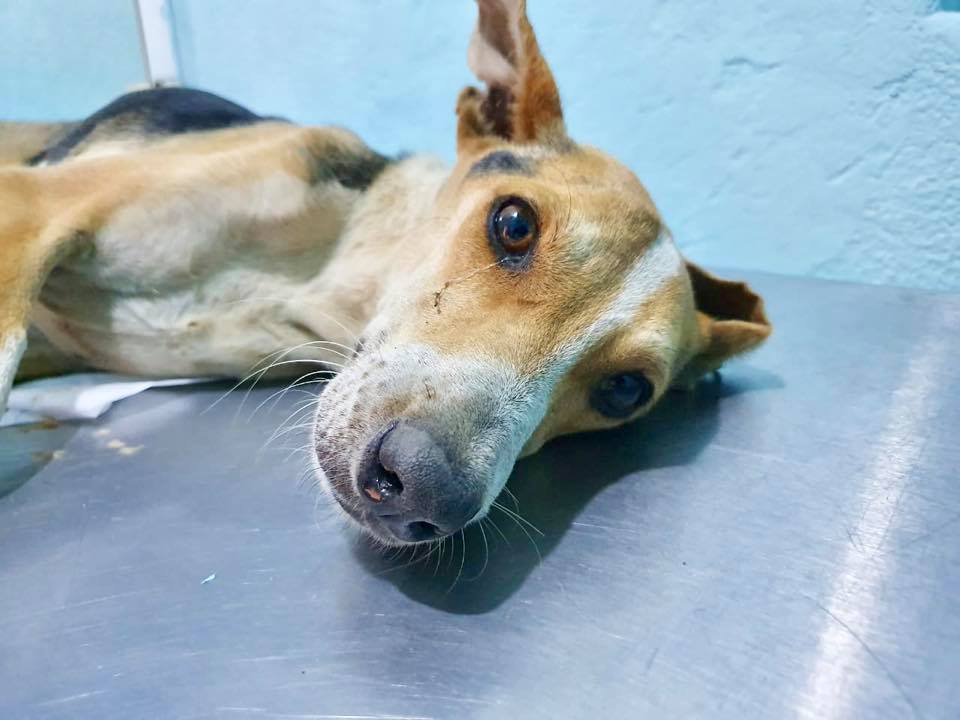 Sujeto abuso sexualmente de perro y solo pagará 5 mil 700 pesos para reparar el daño