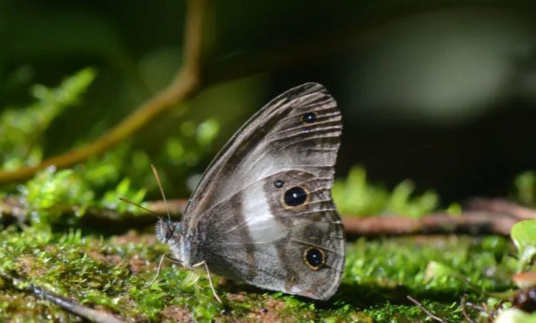 Descubren 20 nuevas especies en Bolivia, cuatro de ellas e creían extintas