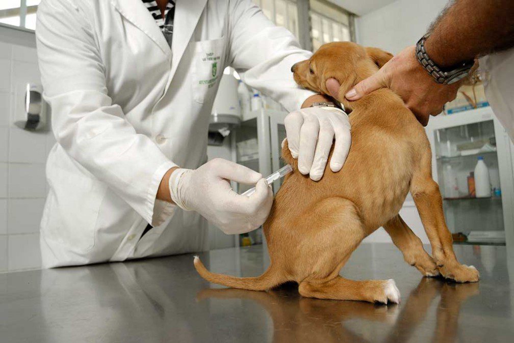 Rusia desarrolla vacuna contra el Covid-19 para animales domésticos y visones