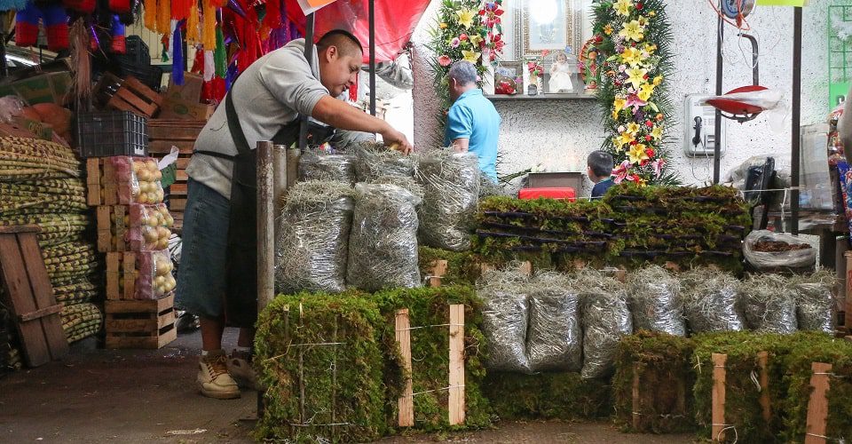 ¿Utilizas musgo o heno para tu nacimiento?  Piénsalo dos veces