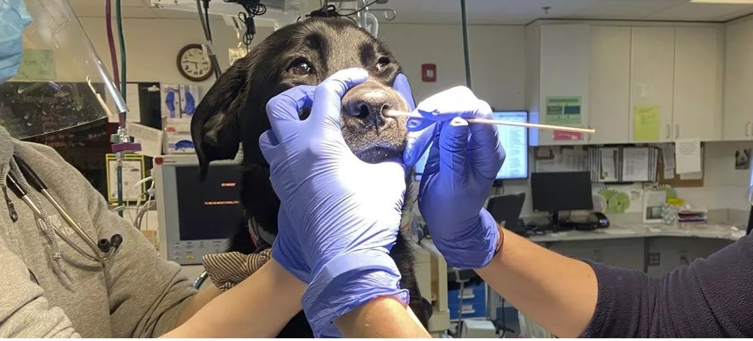 México reporta los 3 primeros casos de Covid-19 en animales
