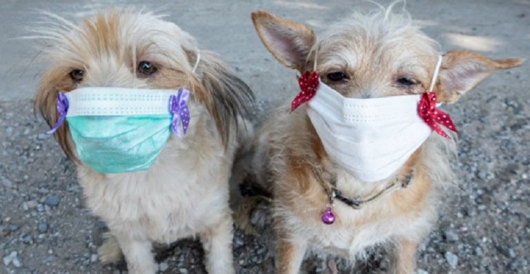 Las mascotas no pueden transmitir el  COVID-19 a humanos: López-Gatell