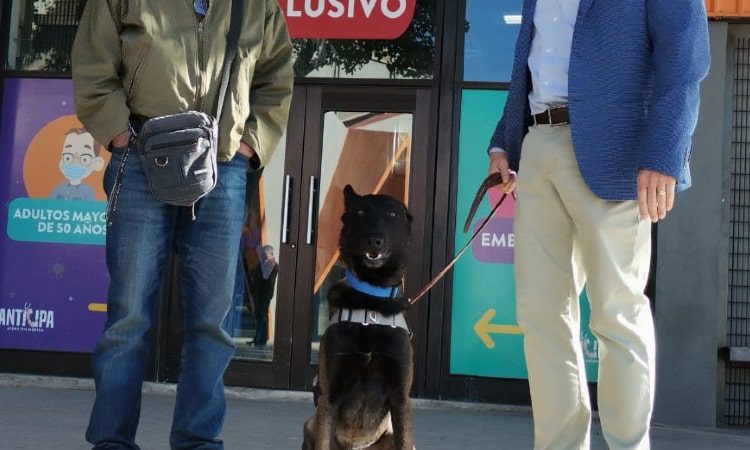 En Sonora cuatro perritos inician fase de prueba como detectores de Covid-19