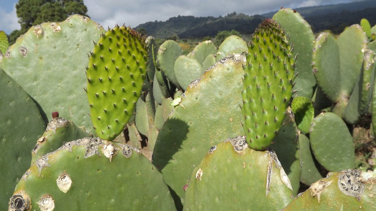 Registran temperatura mínima de 4.5 grados en Tlalnepantla , Morelos