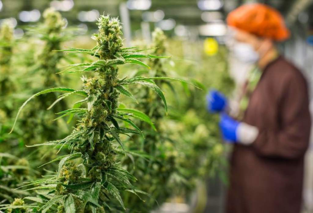 La marihuana podría reducir el riesgo de contagio de COVID-19, según estudio