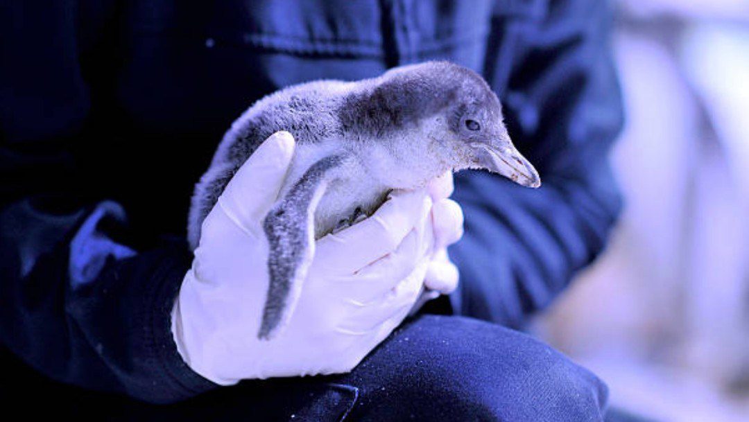 Alex, el primer pingüino gentoo nacido en la CDMX