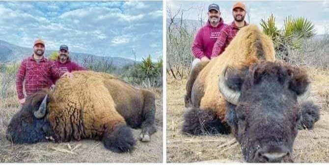 A tan solo unos meses de su regreso denuncian caza de bisonte en Coahuila