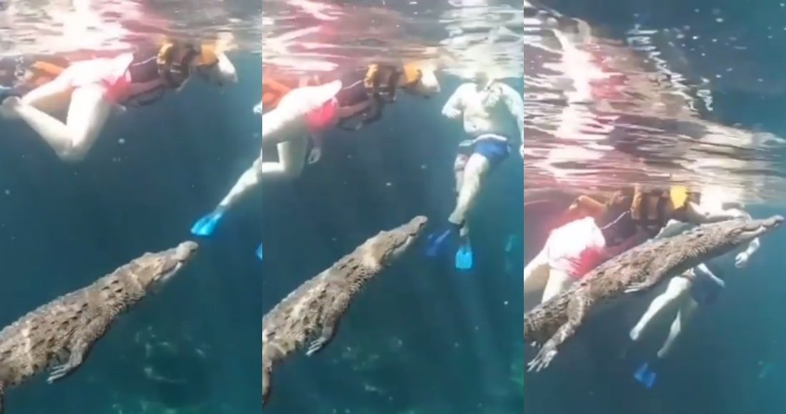 Cocodrilo sorprende a turistas mientras nadaban en un cenote en Tulum