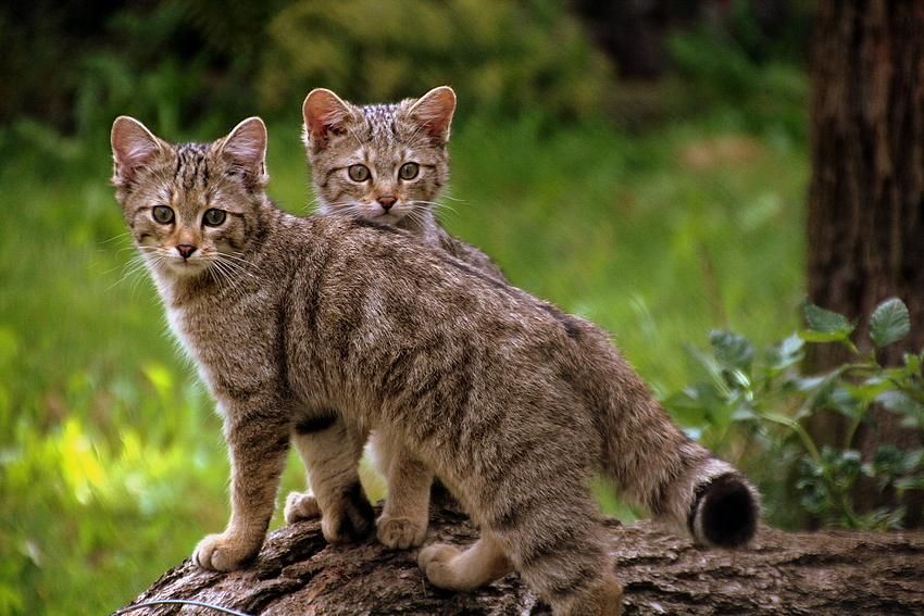 Australia planea exterminar 20 millones de gatos salvajes