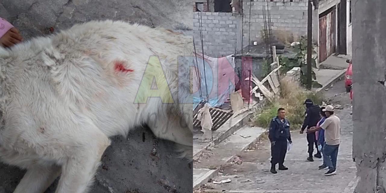 Mata a perrita de un balazo en Yautepec, Morelos