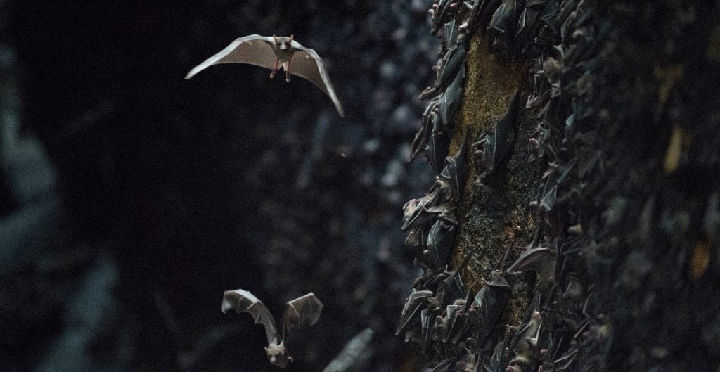 Se deben explorar cuevas de murciélagos en busca de orígenes del COVID-19: OMS