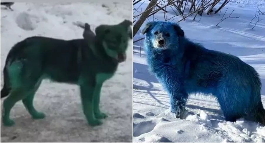 ¿Perros verdes y azules? Un grupo de perros callejeros sorprende a los habitantes de Rusia