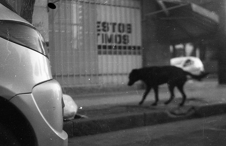 Drogan y violan a perrita en Edomex