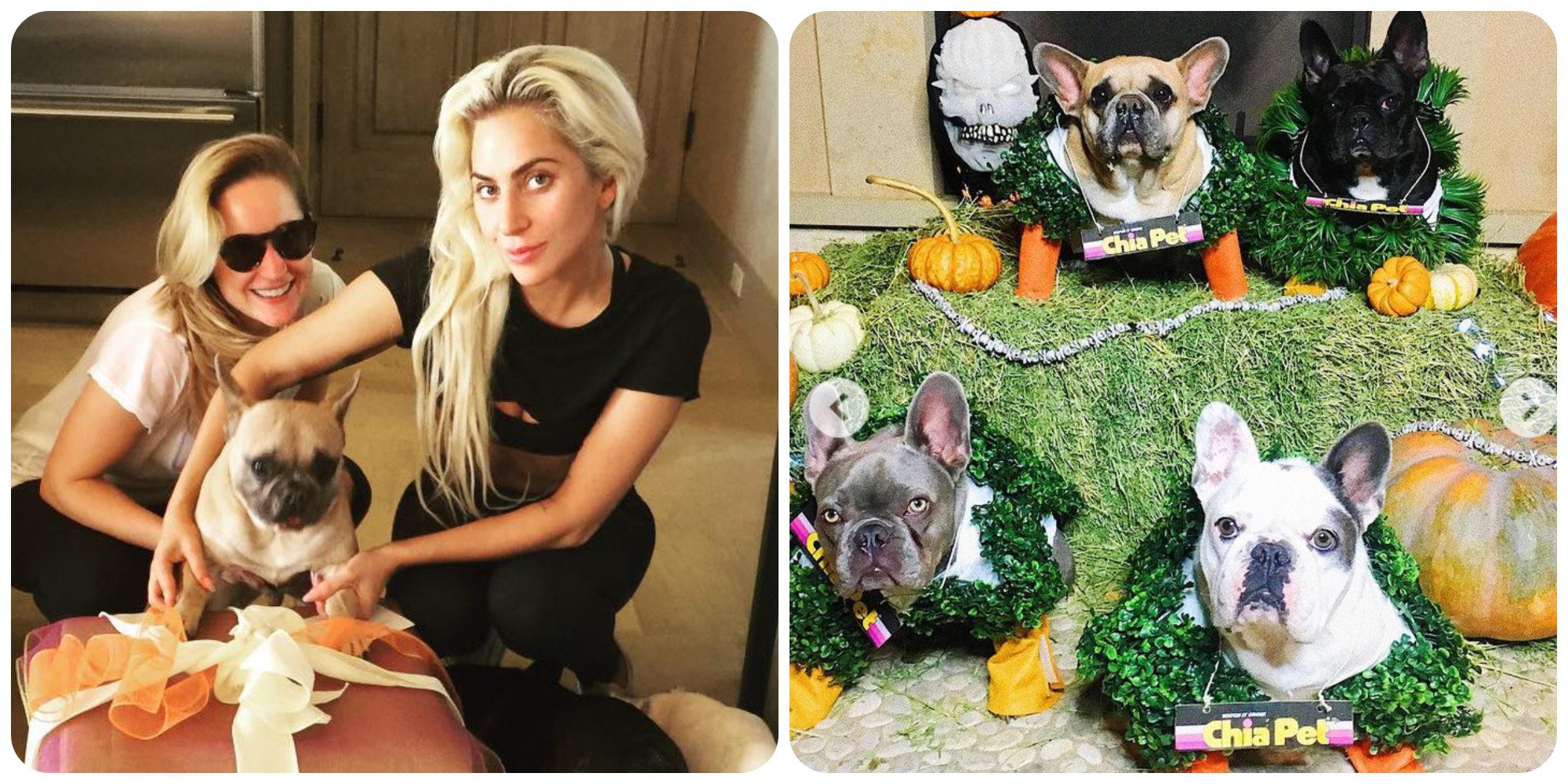 Lady Gaga recupera sanos y salvos a los dos perros que le habían robado