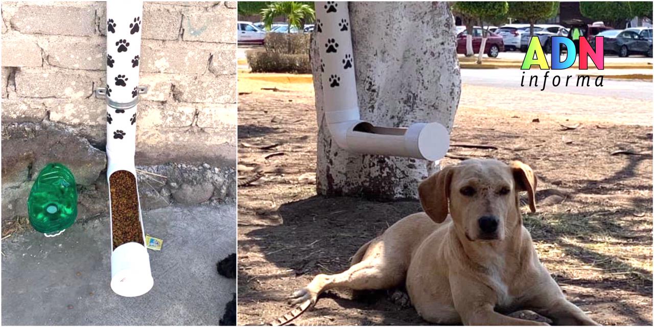 Invitan a poner COMEDORES comunitarios para perritos sin HOGAR en Morelos