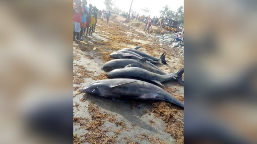 Encuentran al menos 60 delfines muertos en costas de Ghana
