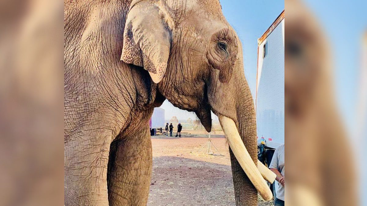 Rescatan a BIG BOY el elefante que paso la mitad de su vida trabajando en circos