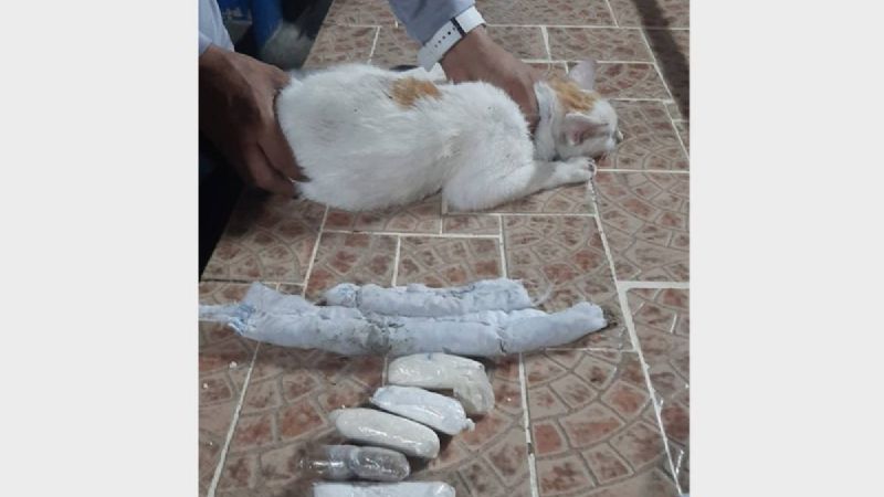 Capturan a un GATO que llevaba droga a una cárcel de Panamá
