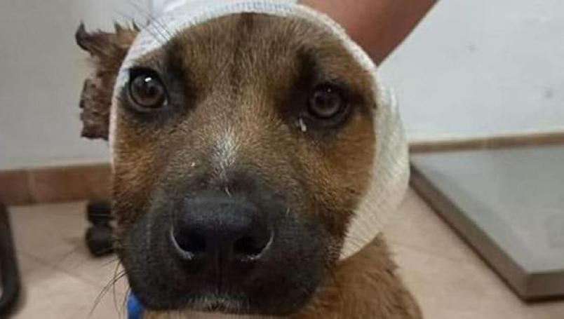 Niños le cortan las ojera a un perrito callejero con una tijeras