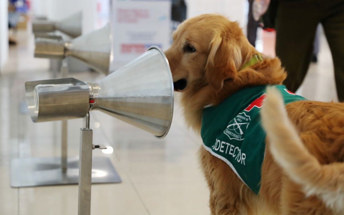 En Emiratos Árabes Unidos detectan el COVID-19 con perros