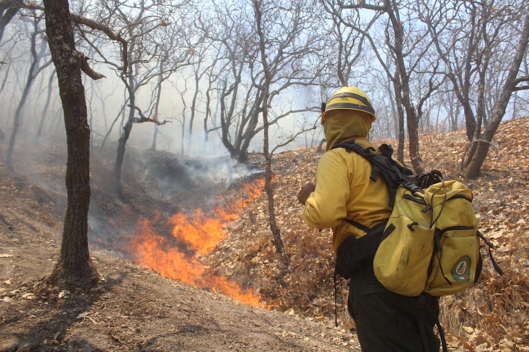 Hoy conmemoran a HÉROES que apagan INCENDIOS forestales en Morelos