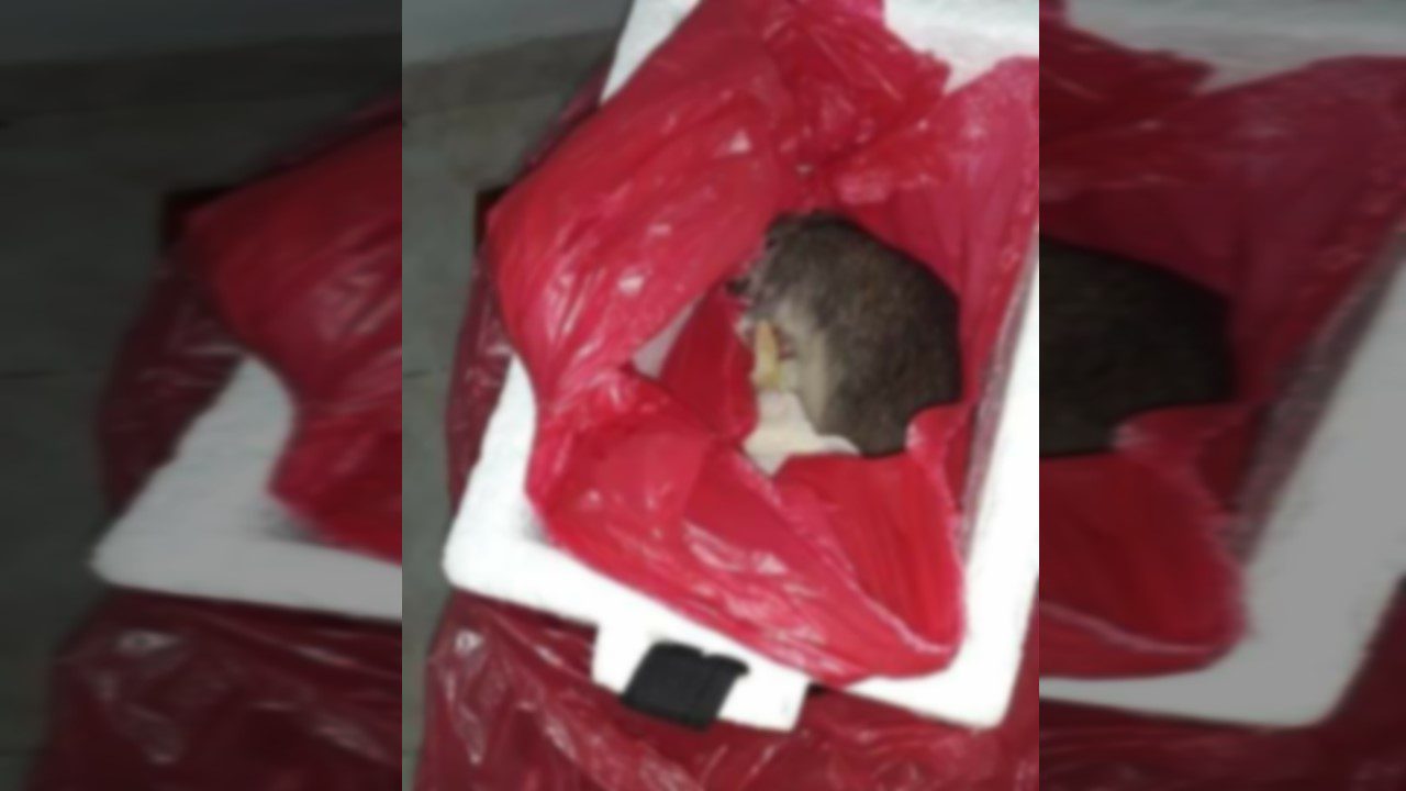 Les entregan una rata muerta en lugar del cuerpo de su bebé