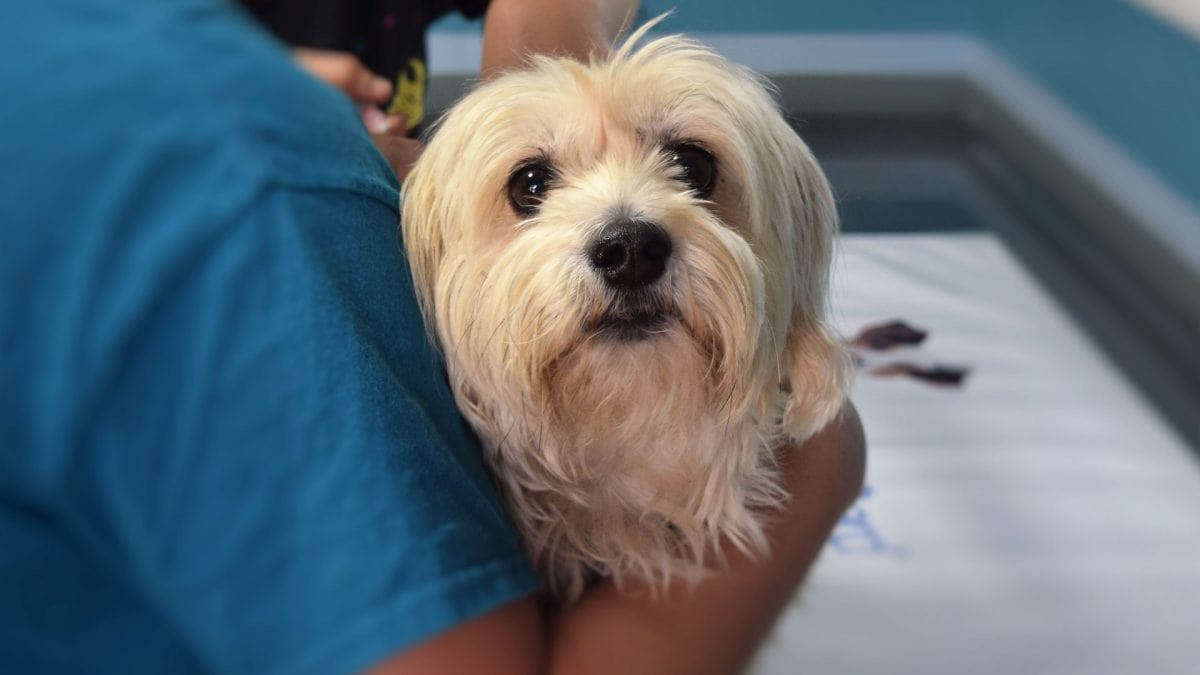 Rusia aplica las primeras vacunas contra el COVID a animales
