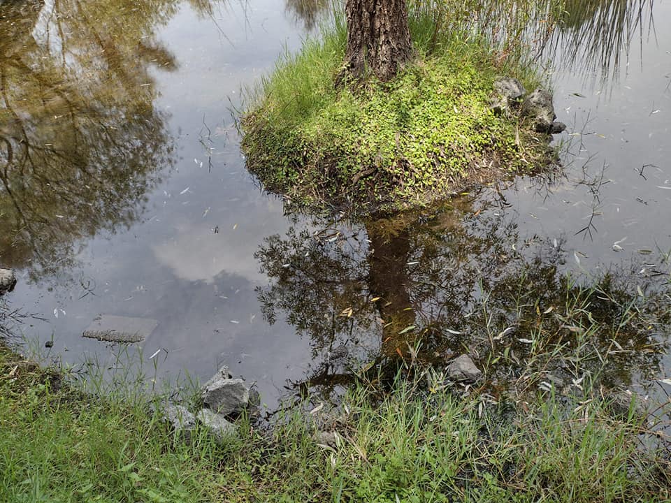 Sequía en la Laguna de Hueyapan deja SIN AGUA al poblado de Progreso en Jiutepec