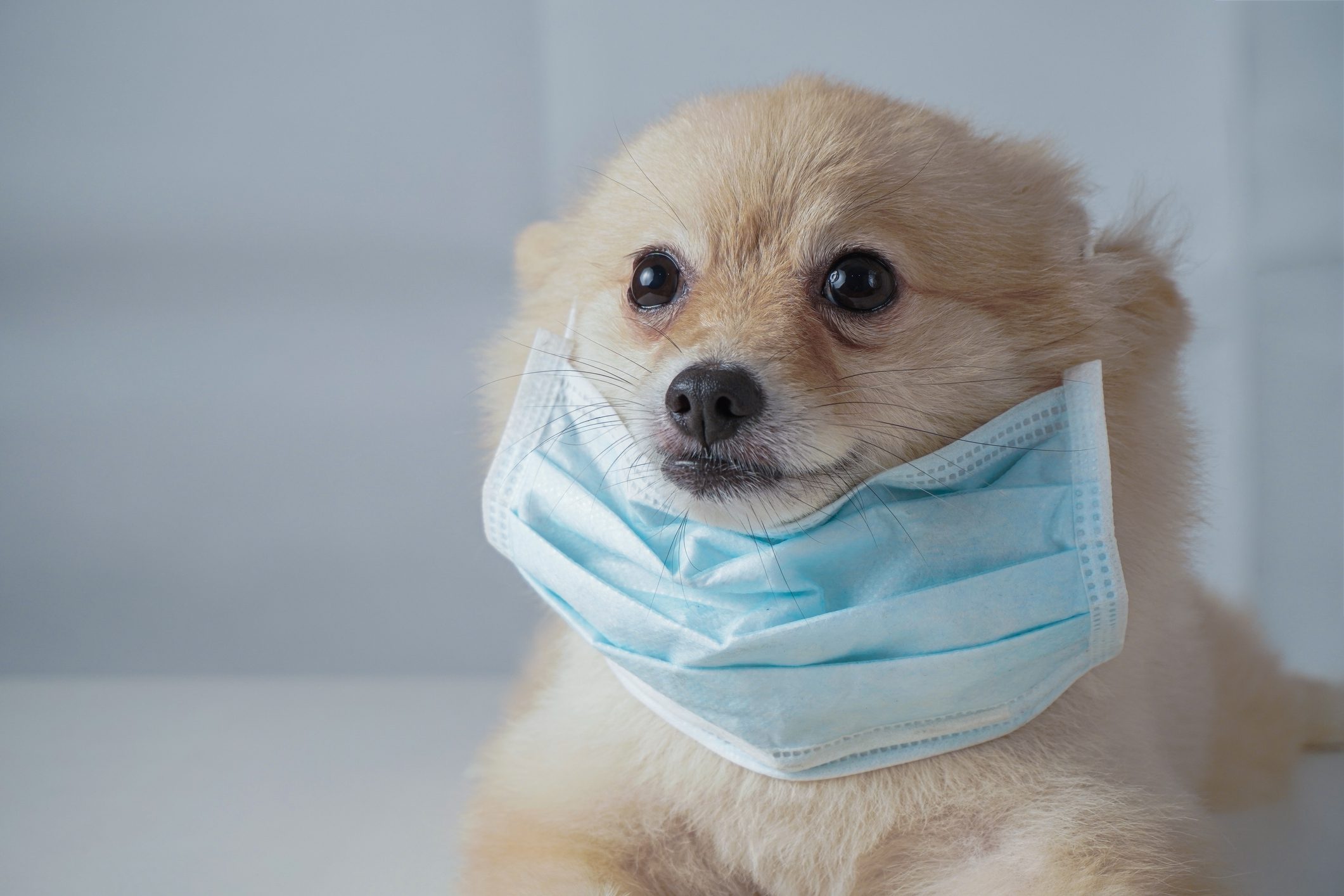 Detectan nuevo CORONAVIRUS posiblemente transmitida de PERROS a HUMANOS