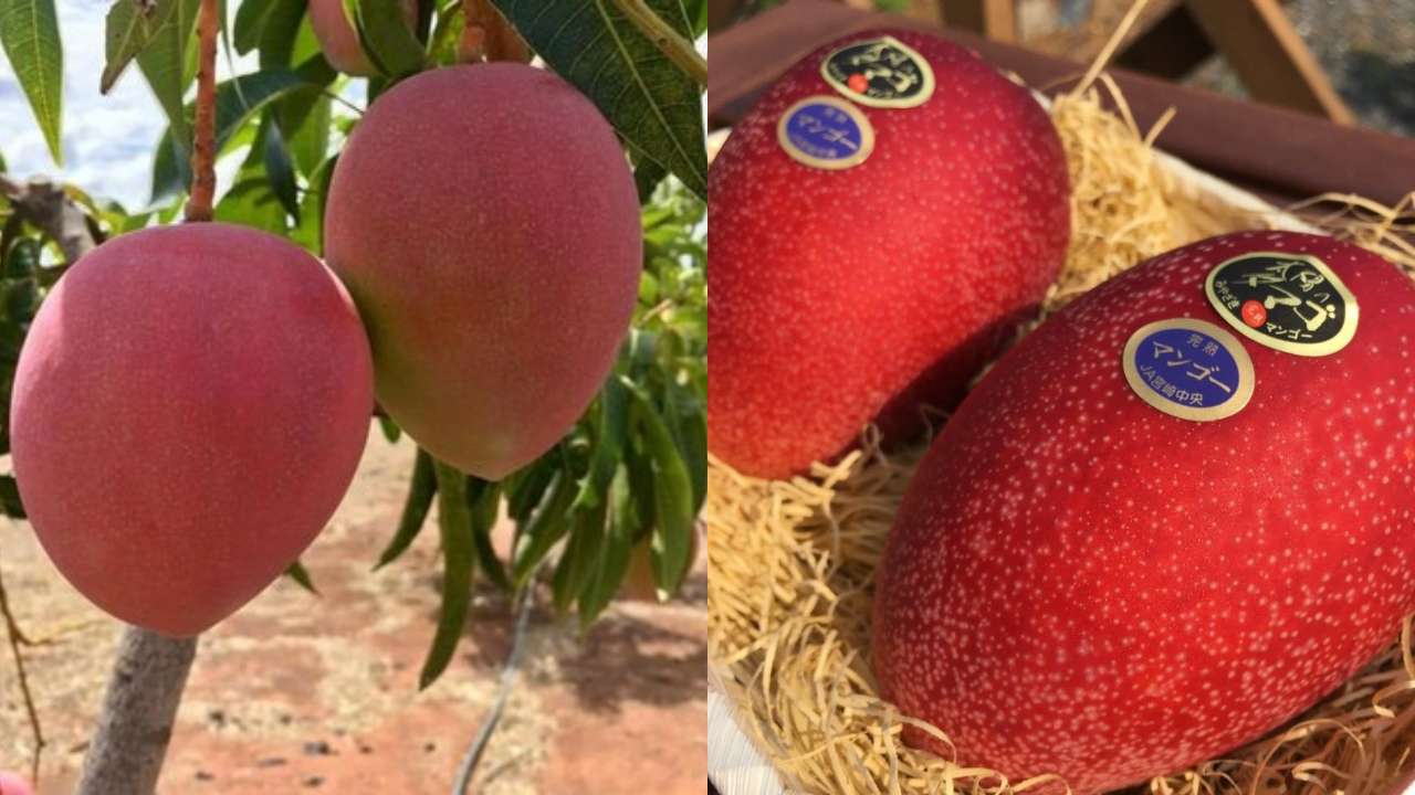 Pareja sembró por accidente un árbol de los mangos más caros del mundo