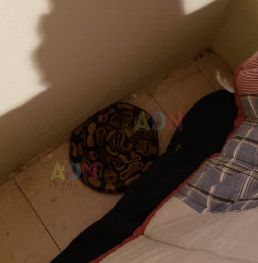 ¡Ya la encontraron! la serpiente pitón bola ya fue ubicada en Ciudad Chapultepec, Cuernavaca