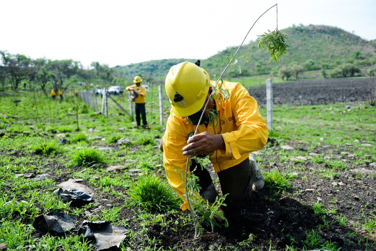 Reforestan cerros de Tepoztlán afectados por incendios