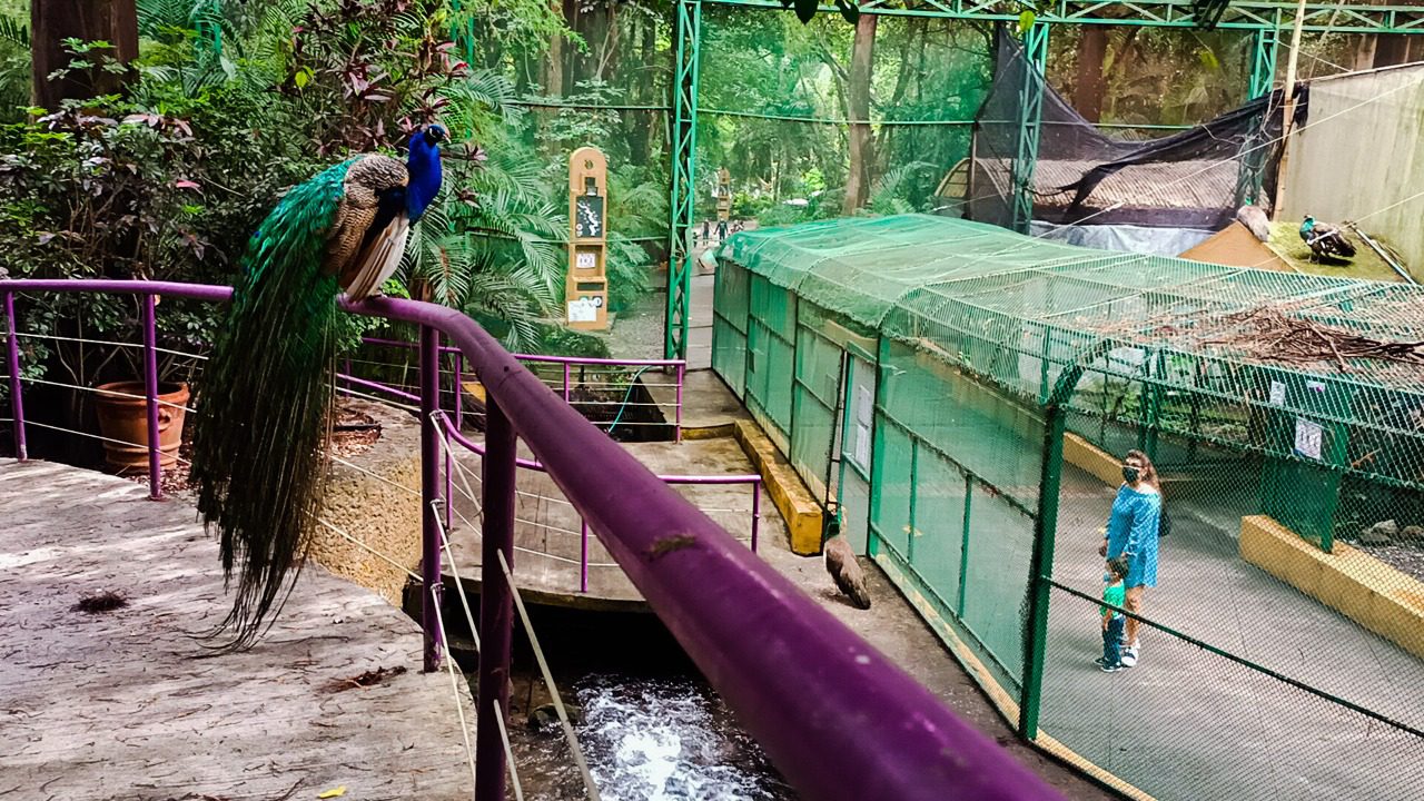 Celebrarán el Día Mundial del Medio Ambiente en el Parque Chapultepec este fin de semana