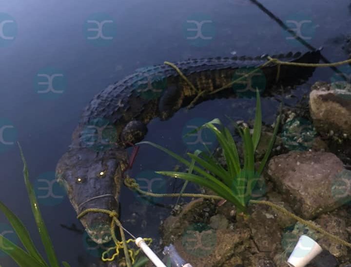 Cocodrilo ataca a una mujer mientras lavaba ropa en laguna de Tampico