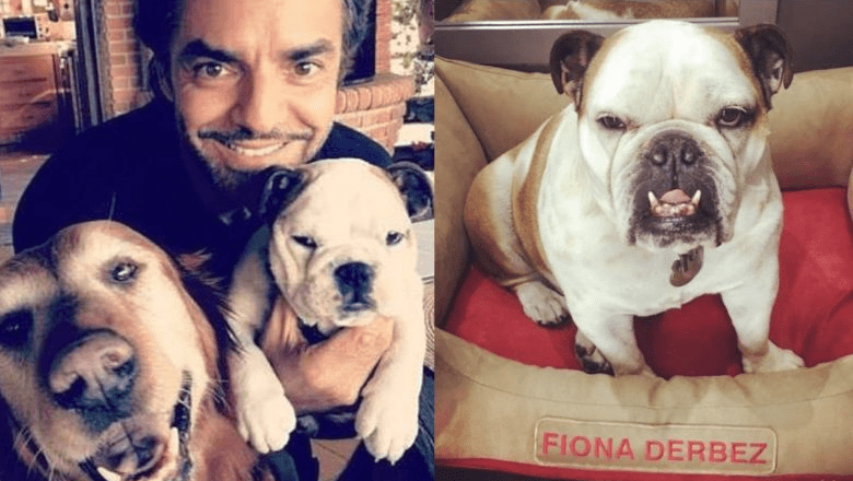(VIDEO) Acusan a Eugenio Derbez de maltrato animal por hacer trabajar a su perra Fiona