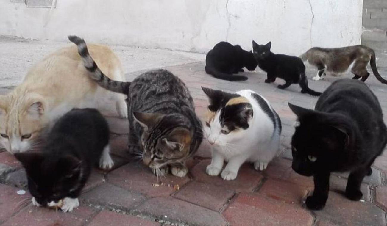 Hallan cadáver de abuelita devorado por sus gatos