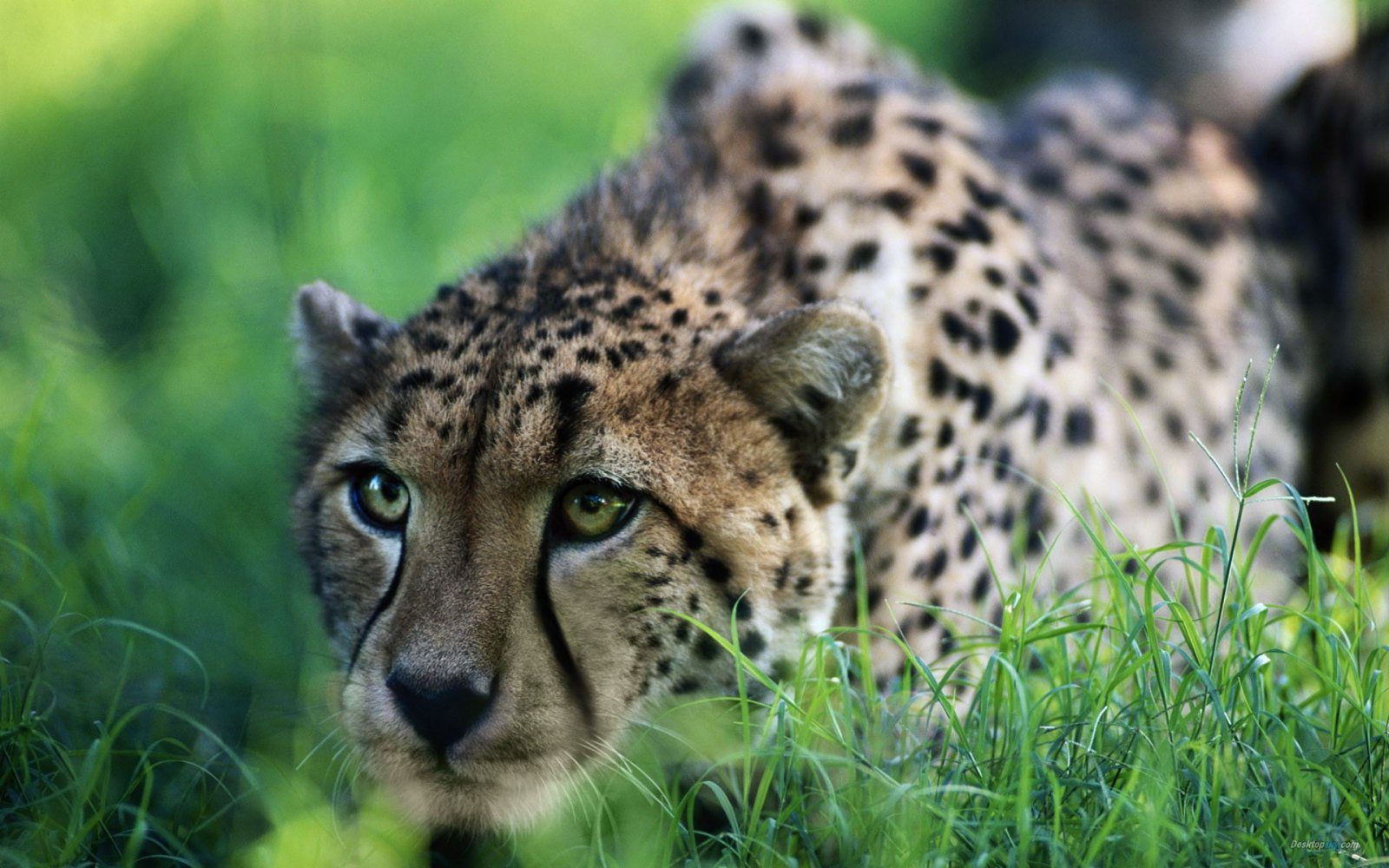 Leopardo ataca a una niña durante una fiesta de cumpleaños
