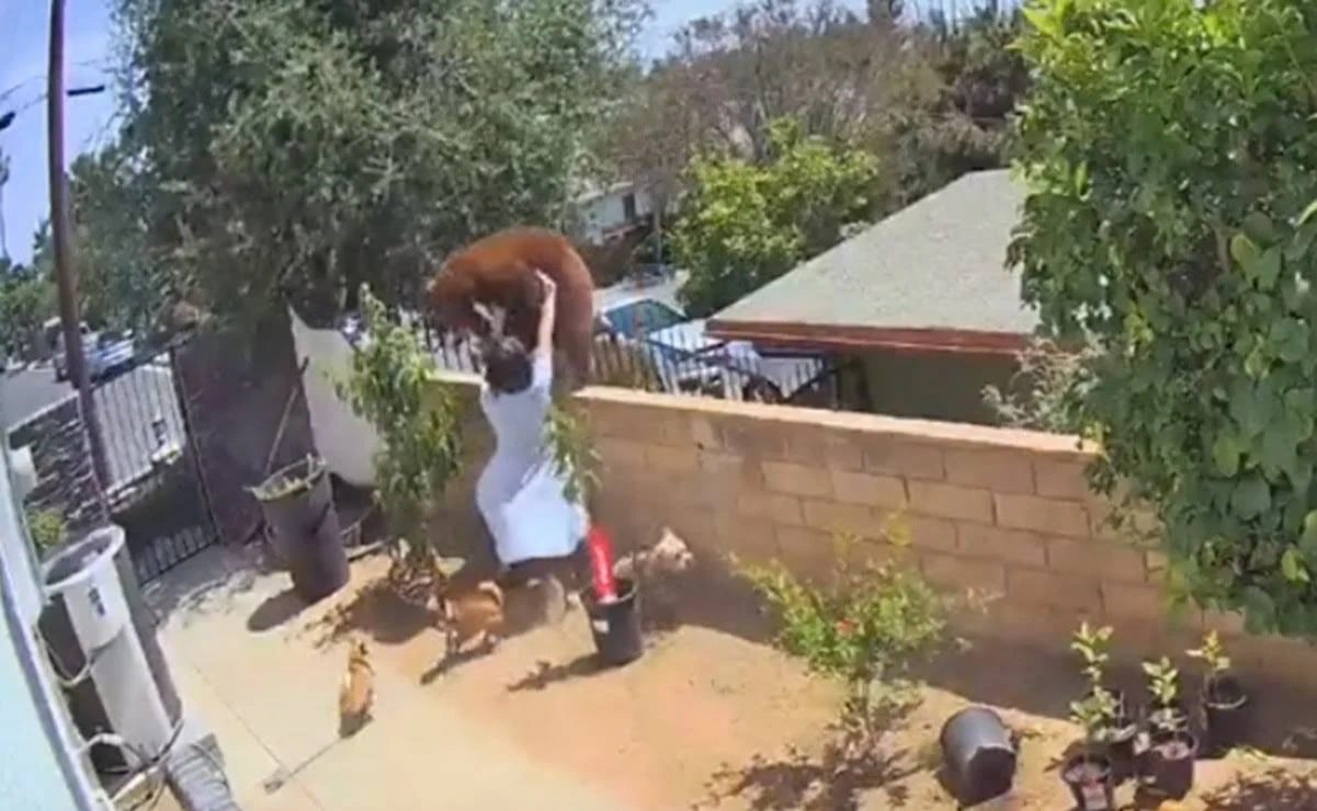 Joven se enfrenta a un oso para defender a sus perros