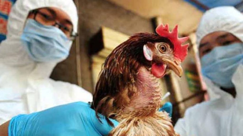 China detecta el primer caso a nivel mundial de gripe aviar H10N3 en humanos
