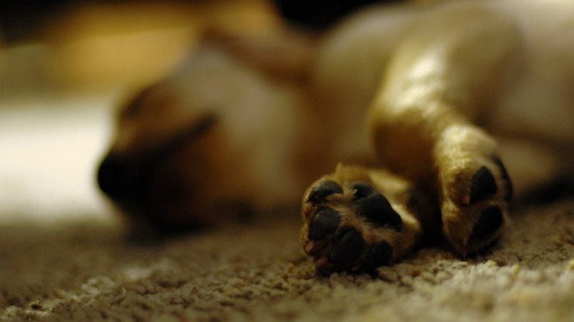Muere niña y sus mascotas por presunto envenenamiento
