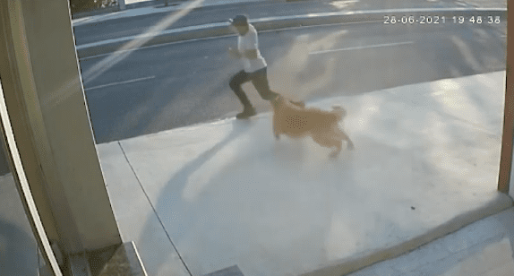 [VIDEO] Perro ladró a peatón y terminó atropellado