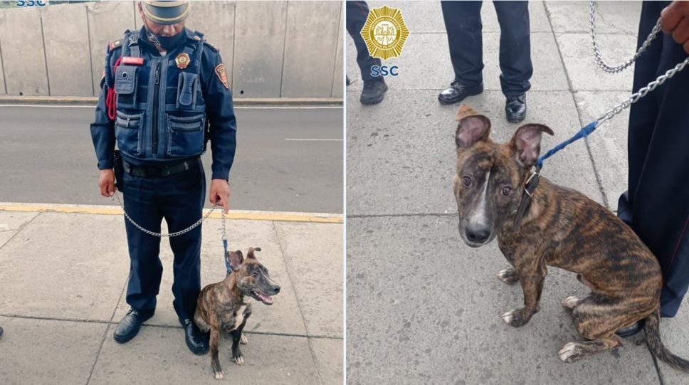 Policía de la CDMX adopta a perrito que rescató de ser maltratado