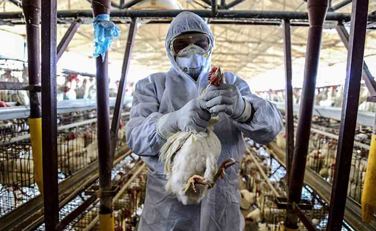 China confirman nuevo contagio de gripe aviar en humanos