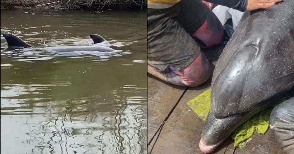 Rescatan a uno de los dos delfines atrapados en drenaje agrícola de Sinaloa