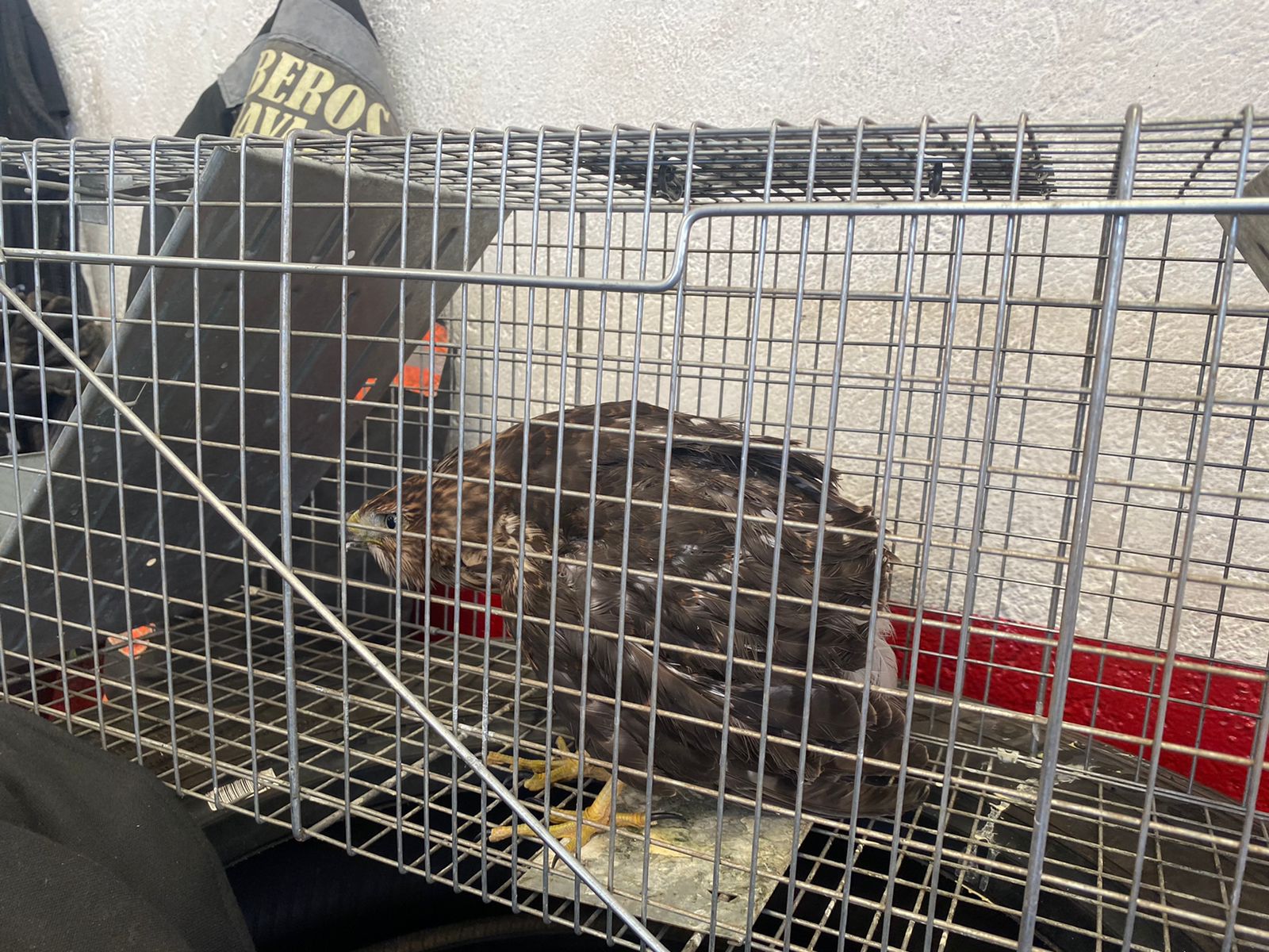 Rescatan a Aguilucho malherido en Cuernavaca