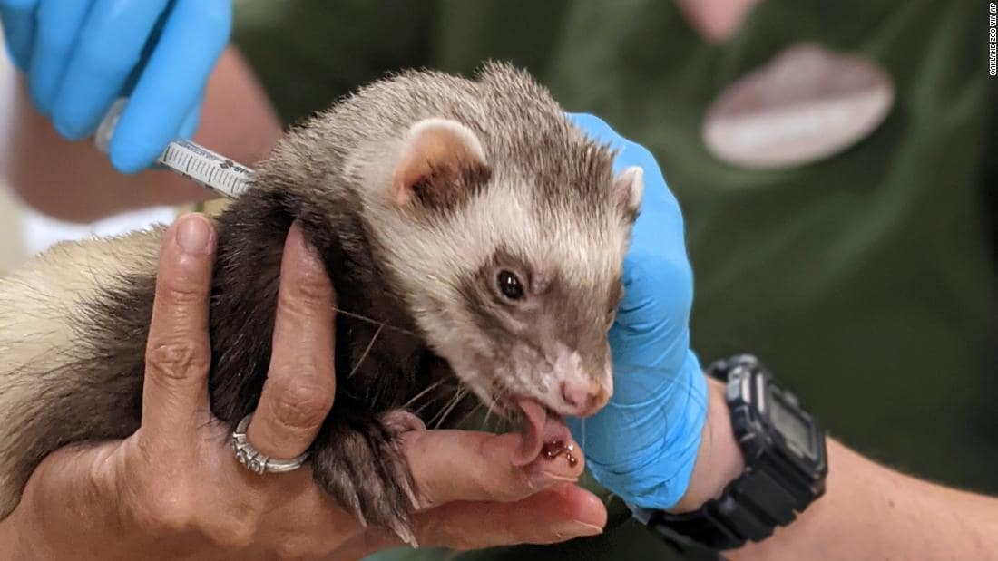 Zoológicos de Estados Unidos vacunan contra el COVID-19 a sus animales
